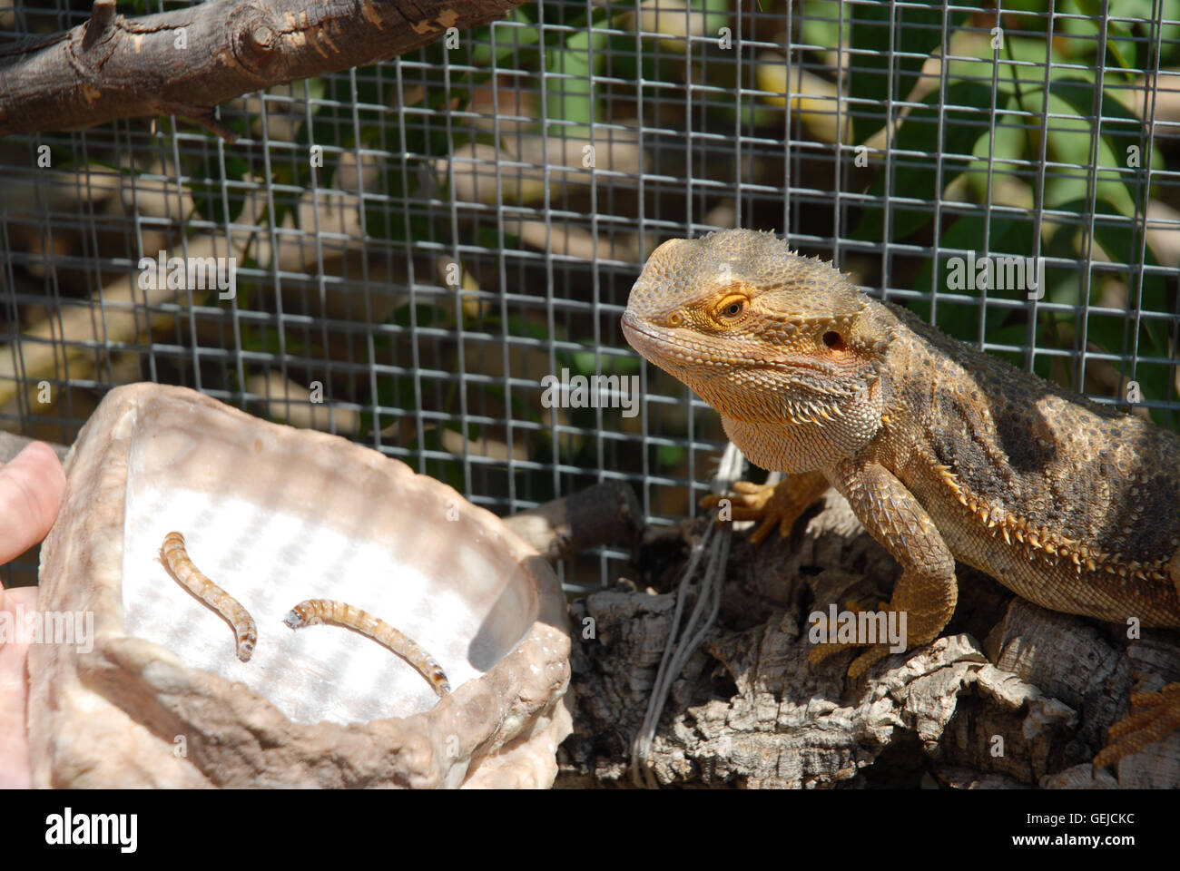 Bearded dragon, Pogona vitticeps being fed meal worms Stock Photo