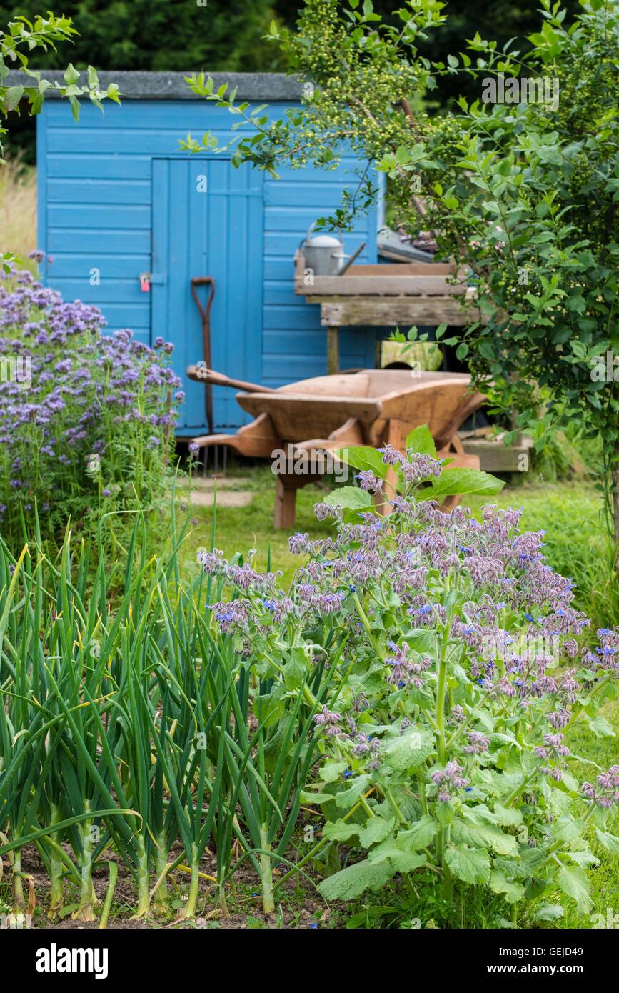 Informal rustic allotment with flowering Phacelia tanacetifolia Borage, onion crop and blue painted storage shed. Stock Photo