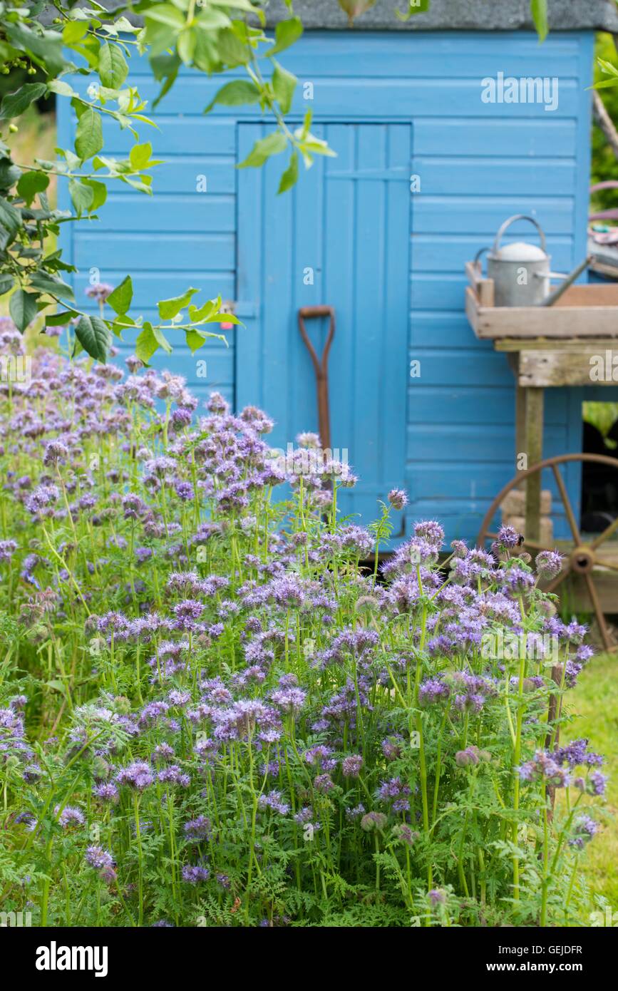 Informal rustic allotment with flowering Phacelia tanacetifolia and blue painted storage shed. Stock Photo