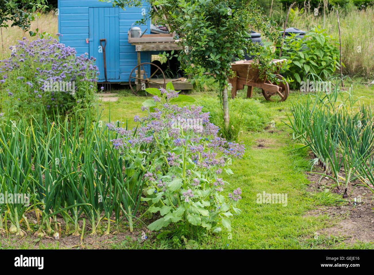 Informal rustic allotment with flowering Phacelia tanacetifolia, Borage, onion crop and blue painted storage shed. Stock Photo