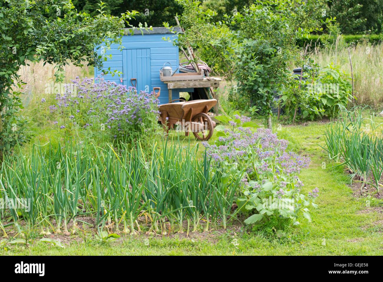Informal rustic allotment with flowering Phacelia tanacetifolia, onion crop and blue painted storage shed. Stock Photo