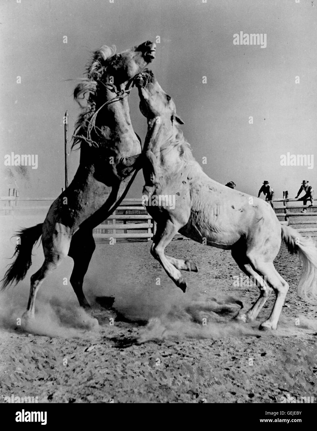 Szenenbild, , Crin Blanc Ou Le Cheval Sauvage Stock Photo