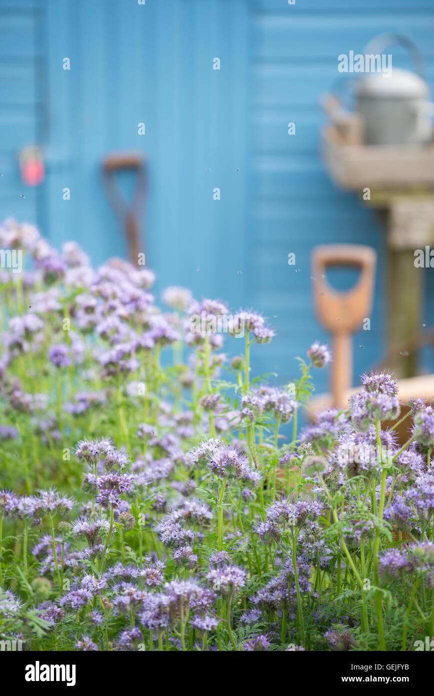 Informal rustic allotment with flowering Phacelia tanacetifoliaand blue painted storage shed. Stock Photo