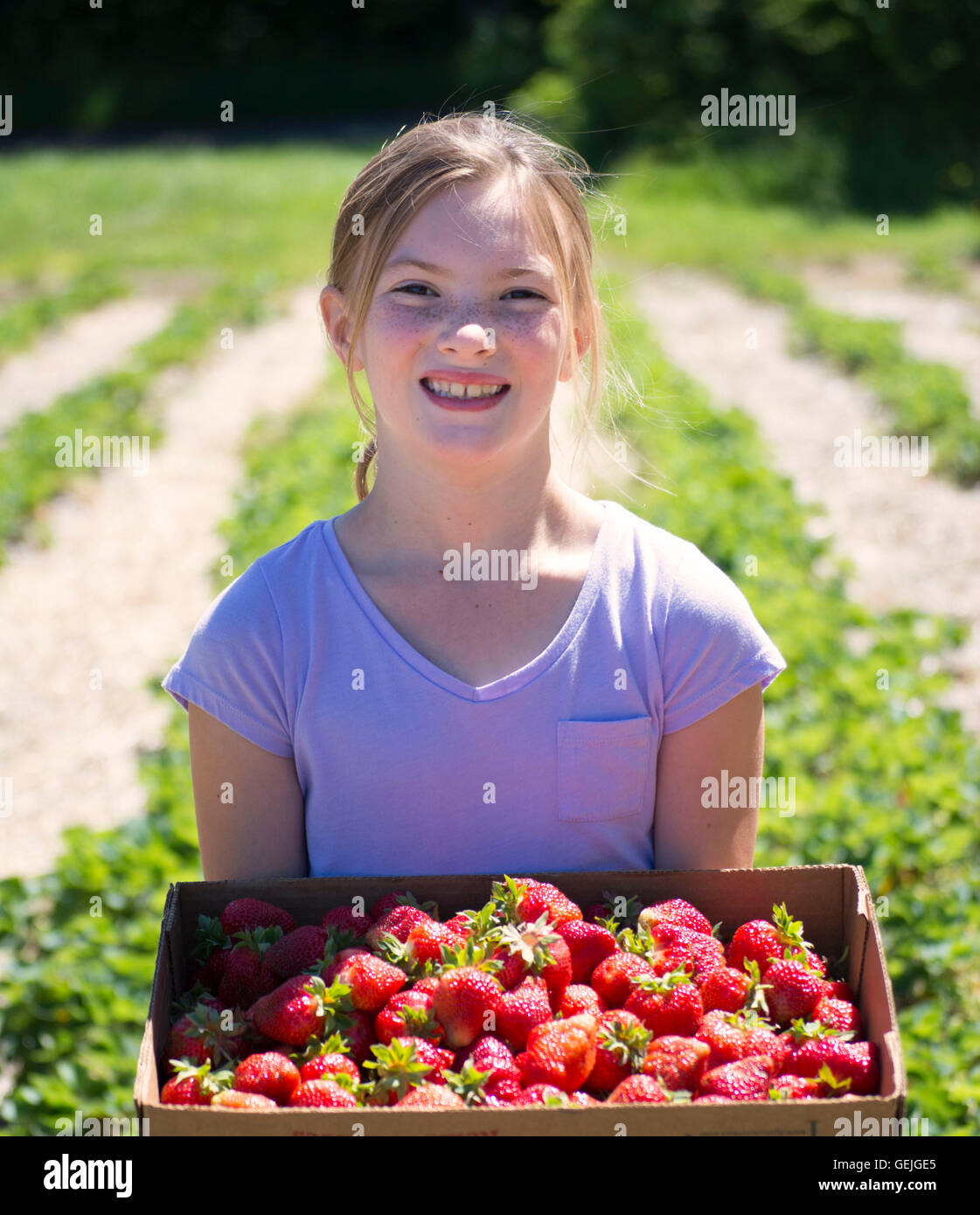 young girl with strawberries at the farm Stock Photo - Alamy