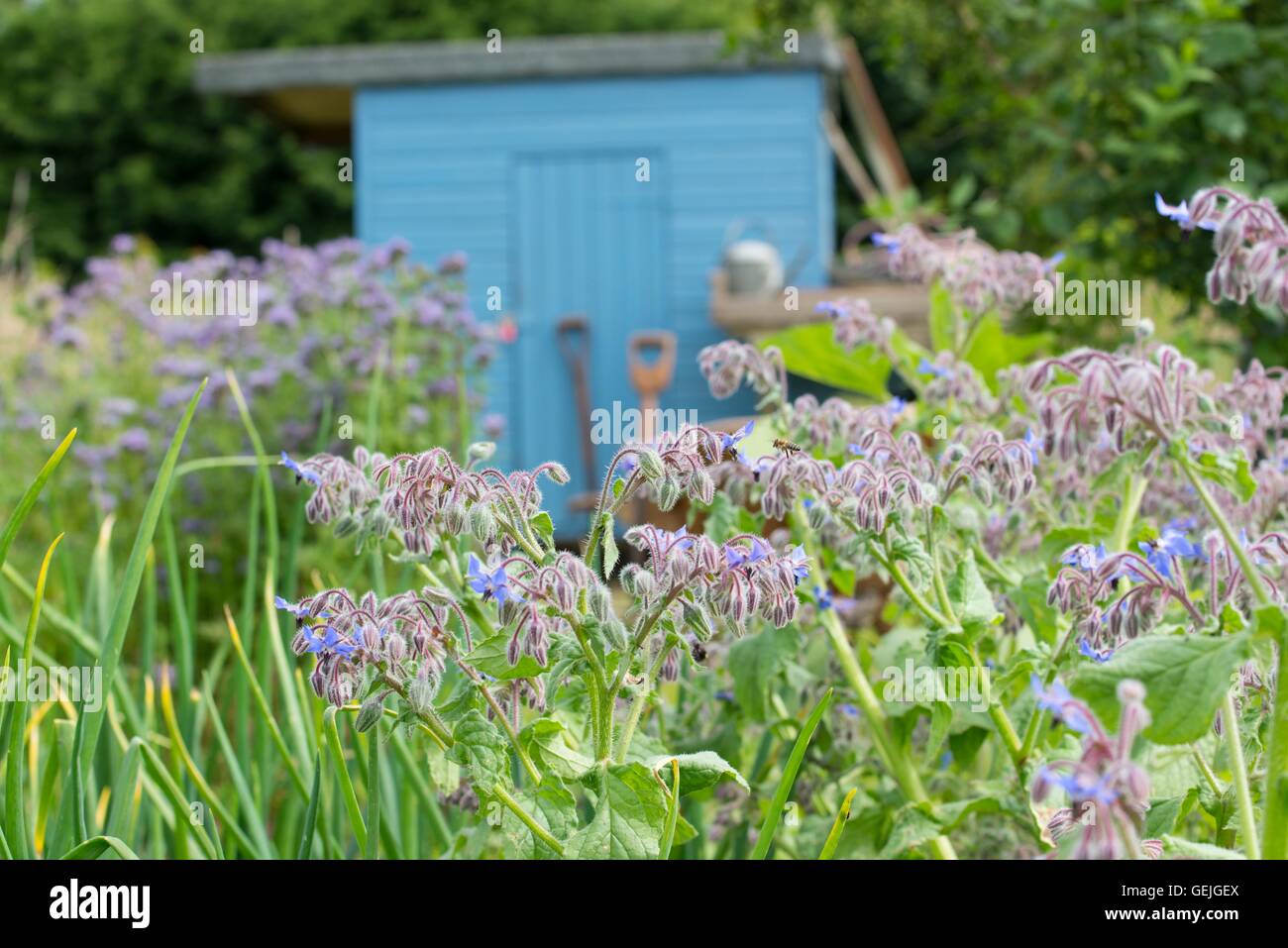 Informal rustic allotment with flowering Borage and blue painted storage shed. Stock Photo
