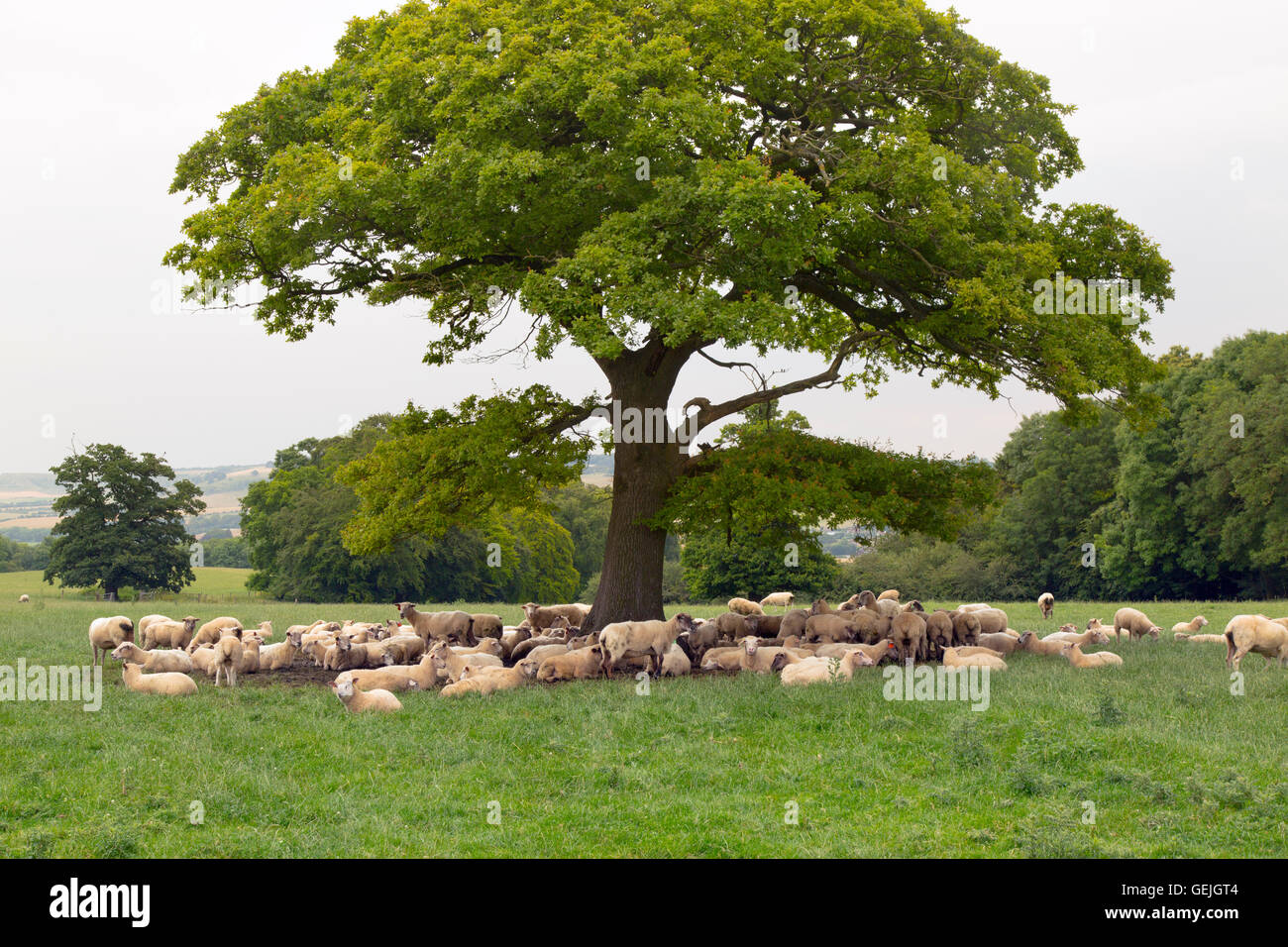 Sheep taking shade under an oak at Wards Hurst farm in the Chilterns near Ivinghoe Bucks UK Stock Photo