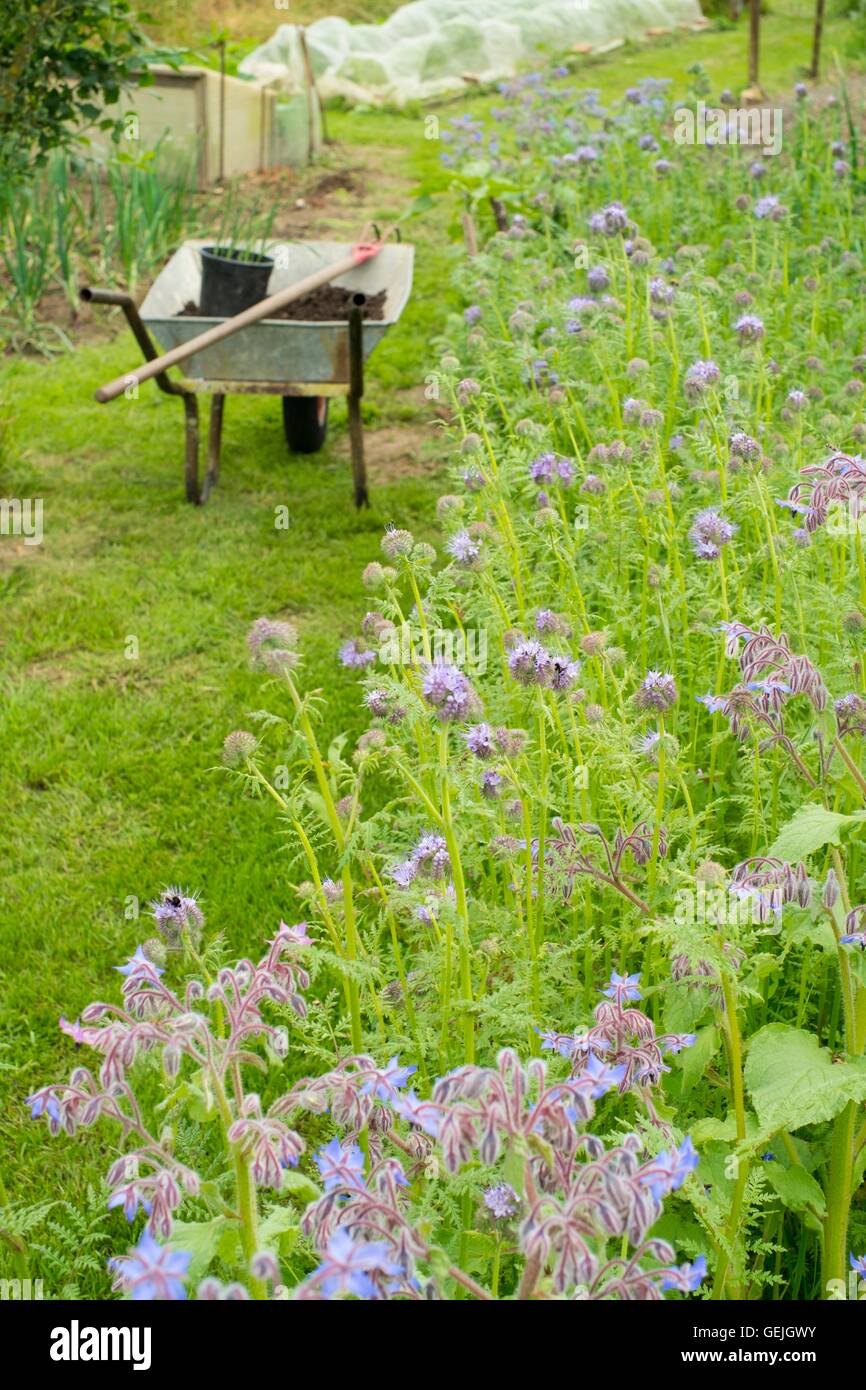 Informal rustic allotment with flowering Phacelia & Borage to attract insects. Stock Photo