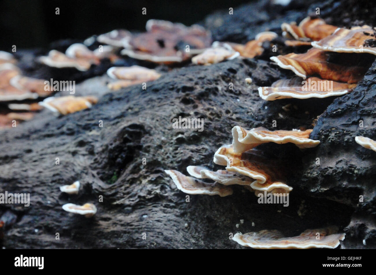 Mushrooms on a Fallen Log Stock Photo