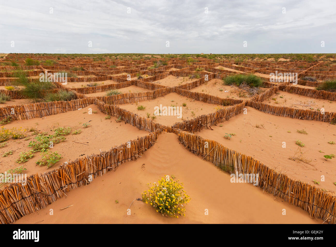 Desert flowers and sand stoppers in the Kyzylkum Desert in Uzbekistan. Stock Photo