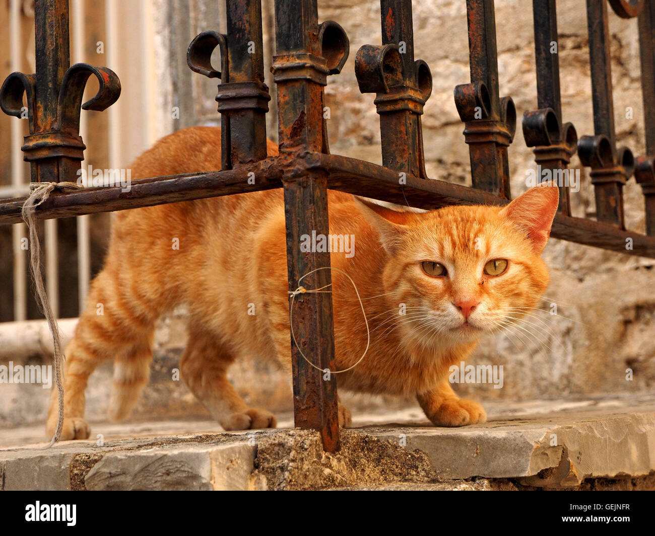 Ginger marmalade cat peering below railings of Budva Old Town Montenegro in evening light Stock Photo