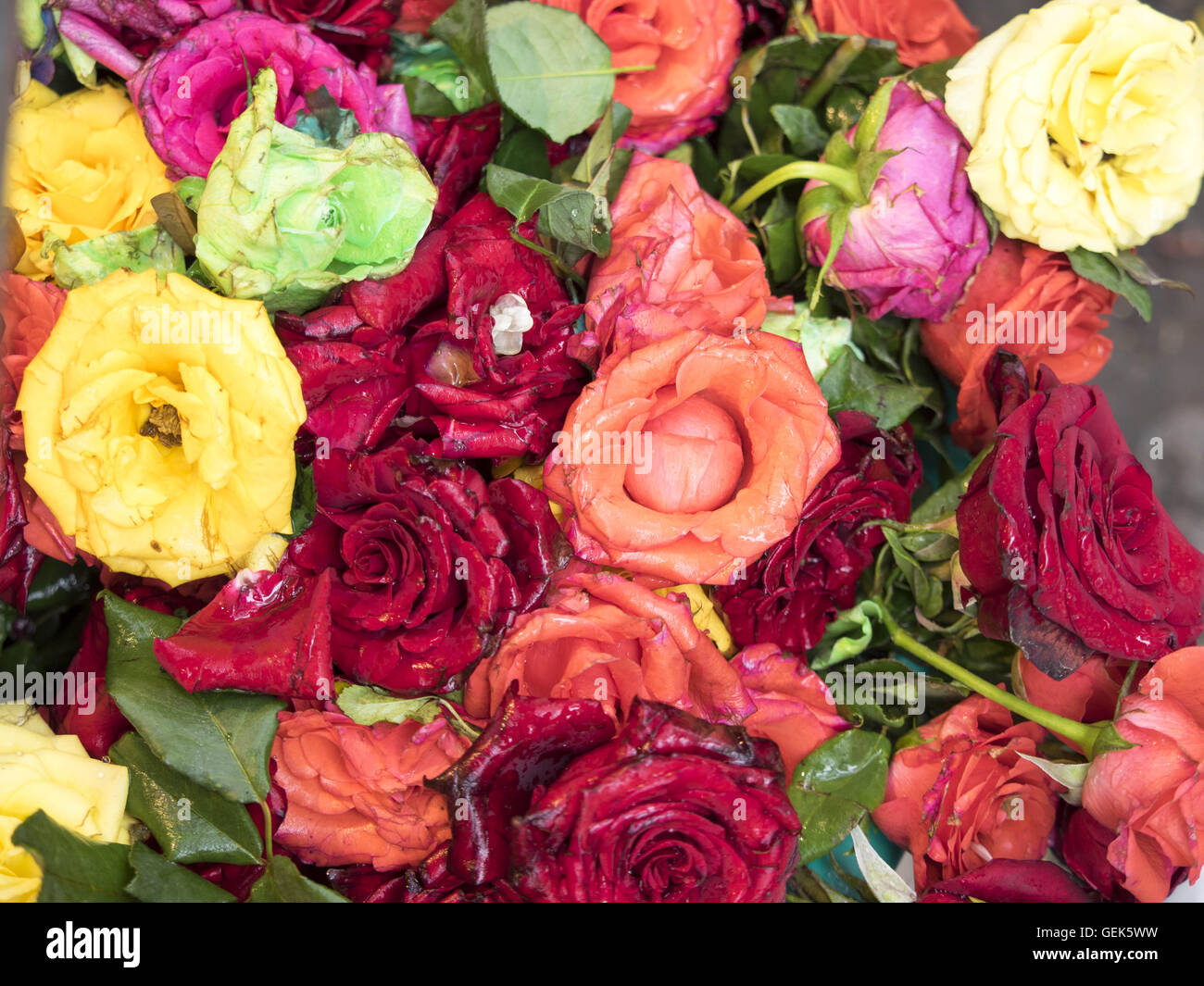 Bangalore, Karnataka, India. 29th Dec, 2014. Fresh rose flowers in