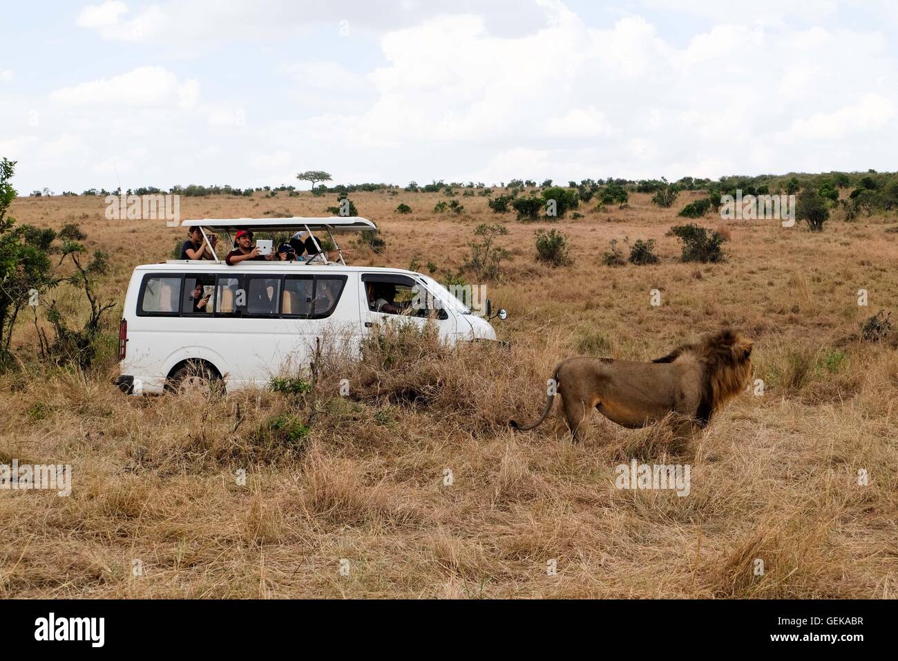 (160727) -- NAIROBI, July 27, 2016 (Xinhua) -- Tourists take photos of a lion at Maasai Mara National Reserve, Kenya, July 24, 2016. Kenya has recorded minimal wildlife attacks on humans inside parks and game reserves thanks to solid measures that include enhanced vigilance and public outreach, an official said on Tuesday.  (Xinhua/Pan Siwei) (wjd) Stock Photo