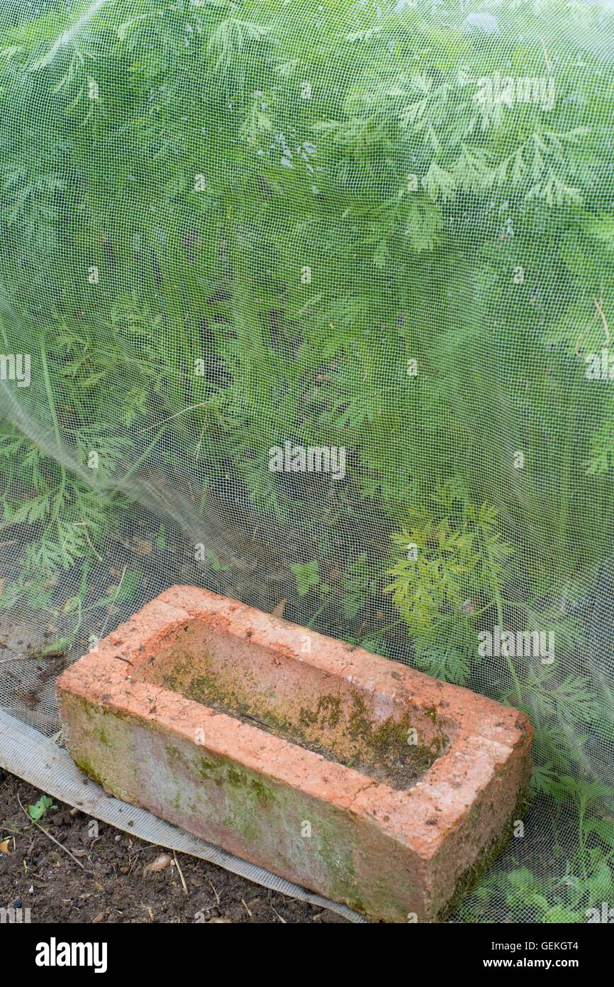 House brick securing insect mesh over carrot crop. Stock Photo