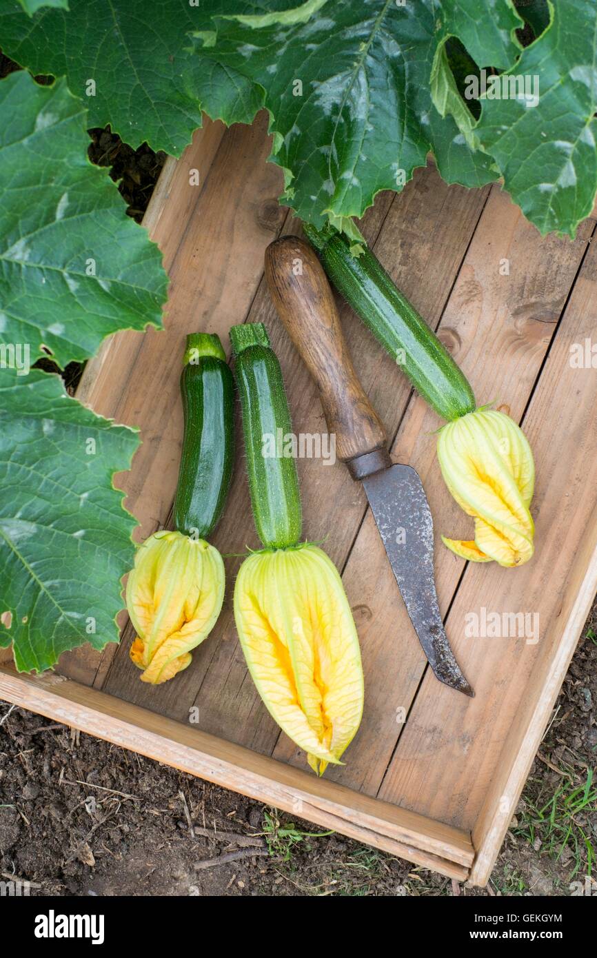 Courgette defender hi-res stock photography and images - Alamy
