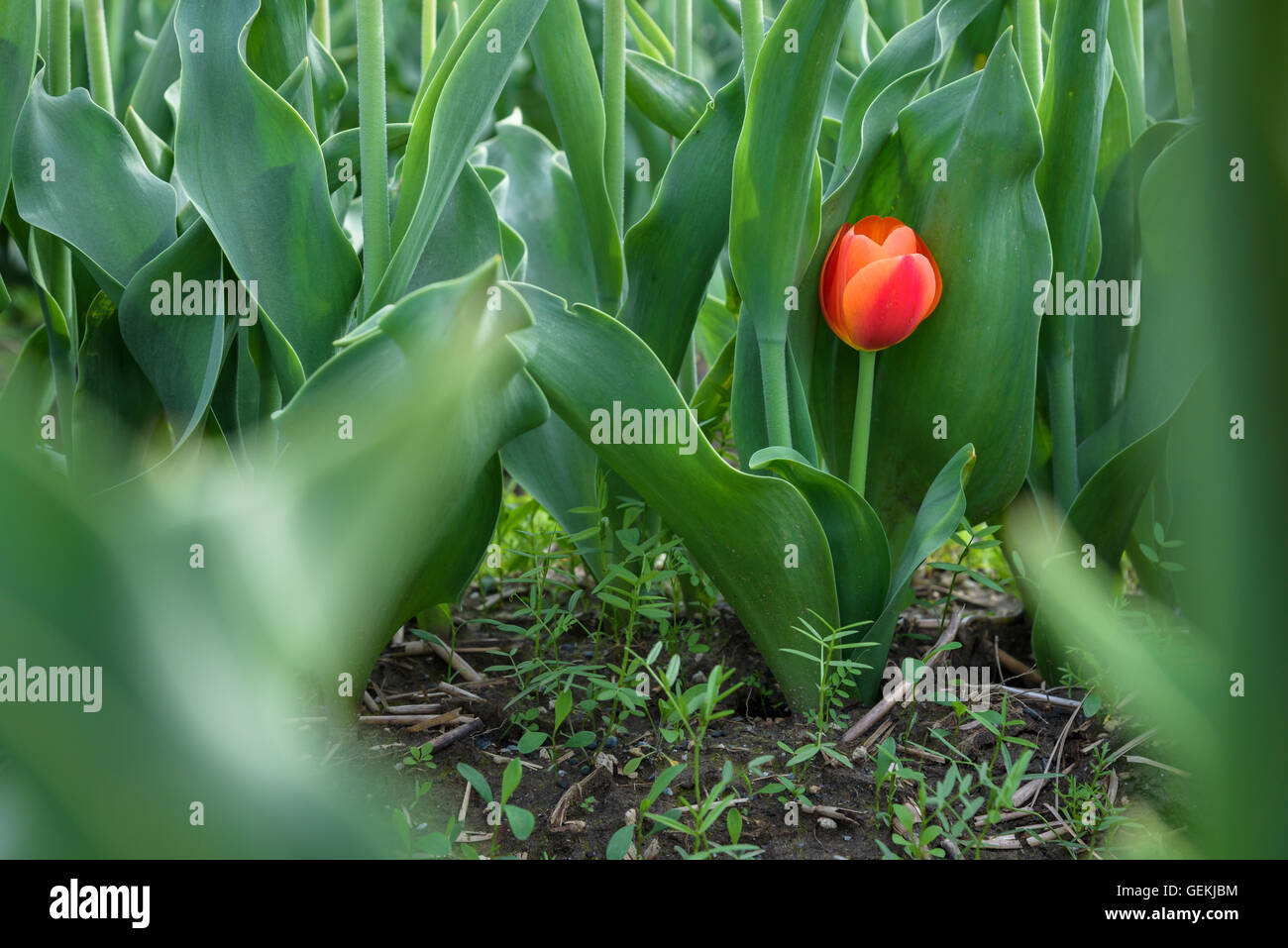 Small orange tulip tucked in among the leaves and stems of tulips in the field Stock Photo