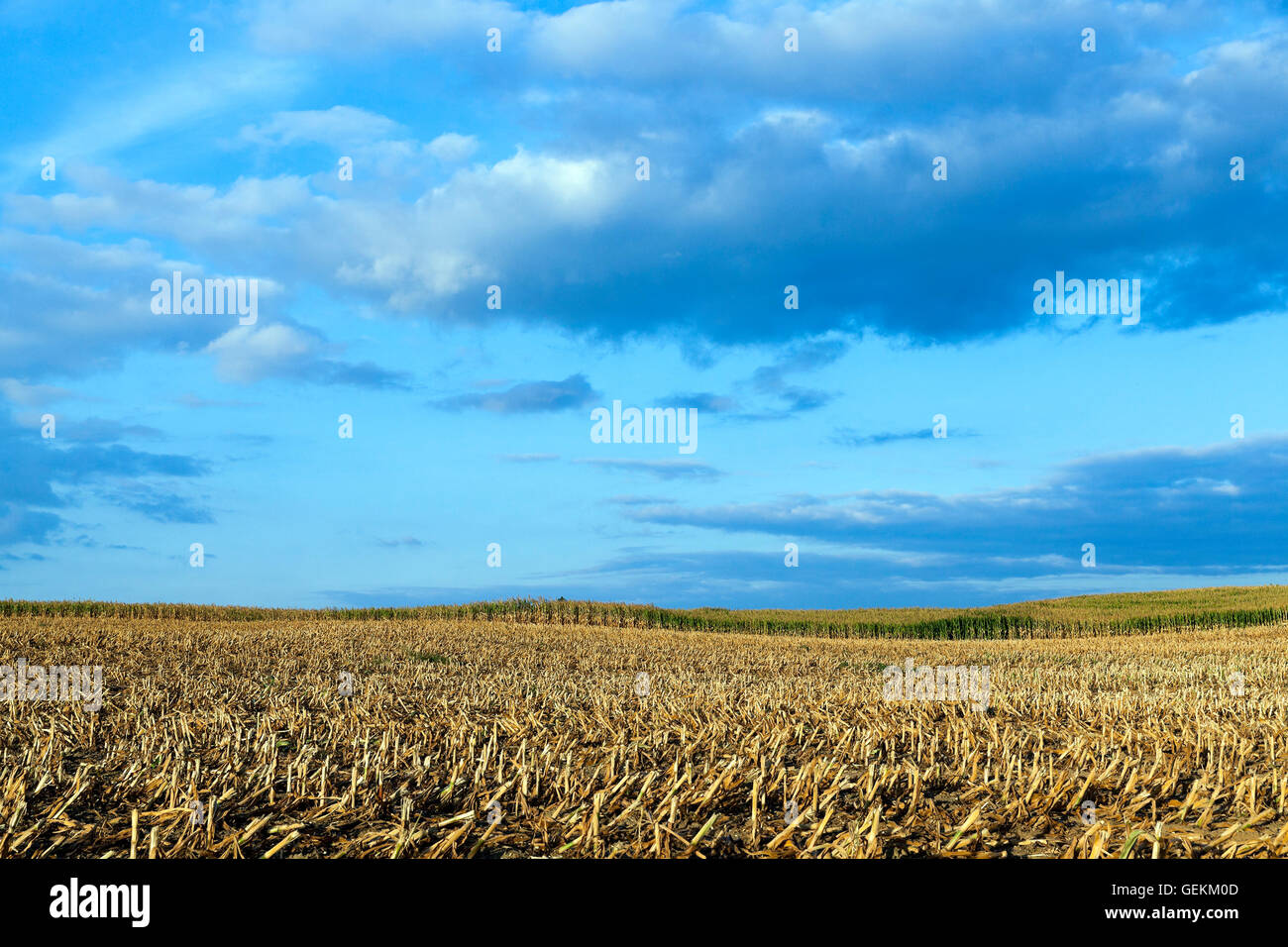 mature corn crop Stock Photo - Alamy