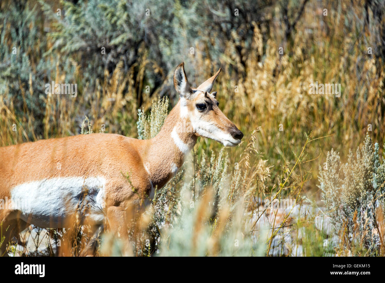 Closeup view of a Pronghorn Antelope in Yellowstone National Park Stock Photo