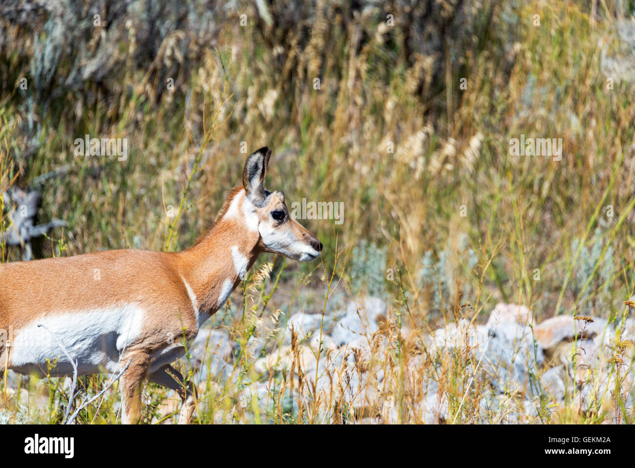 Profile view of a young Pronghorn Antelope in Yellowstone National Park Stock Photo