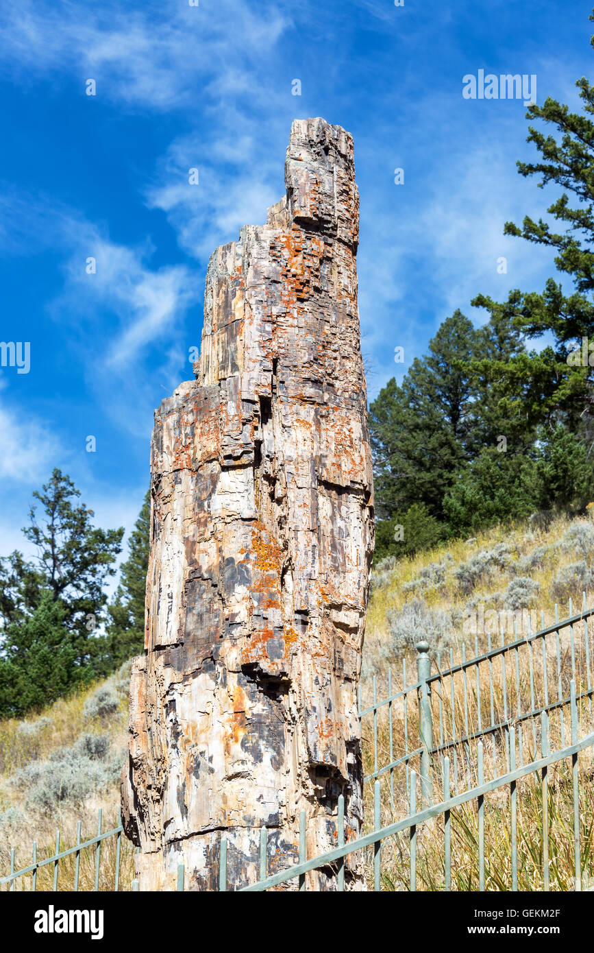 Vertical view of the famous petrified tree in Yellowstone National Park Stock Photo