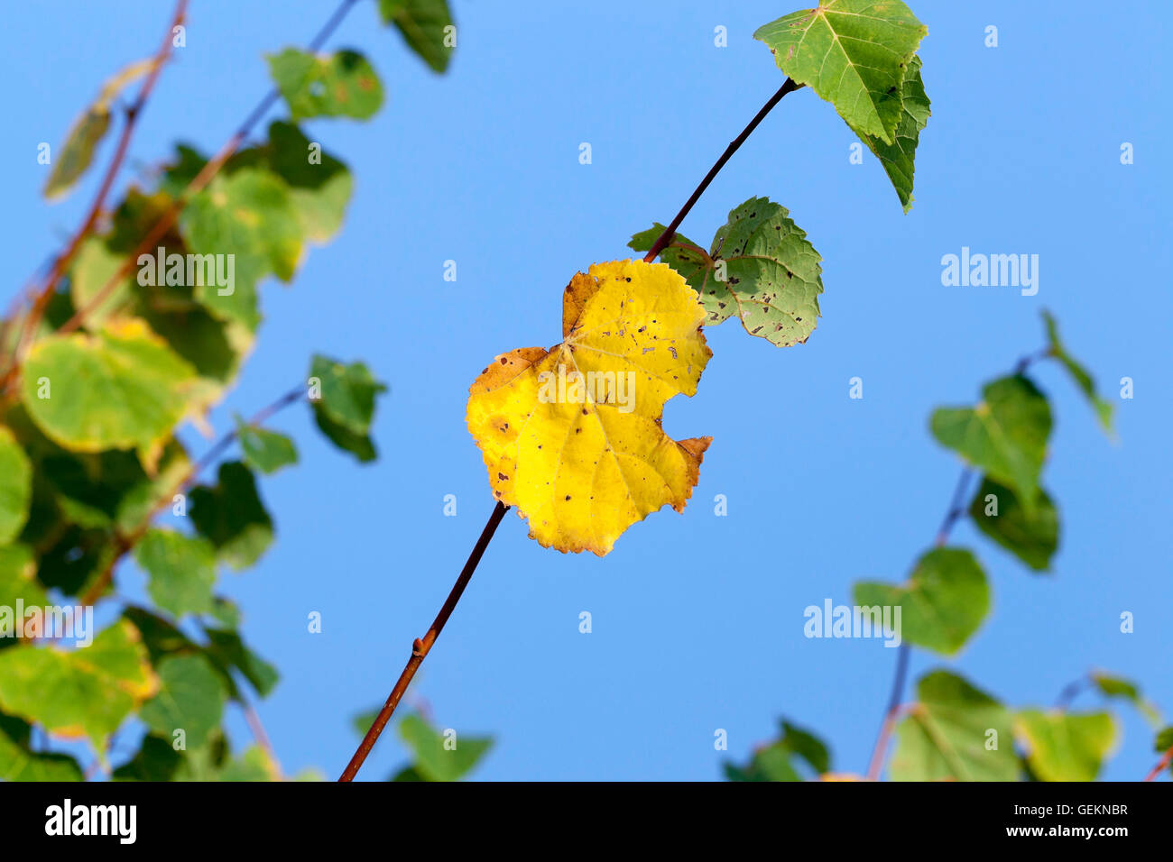 yellowing foliage linden Stock Photo Alamy