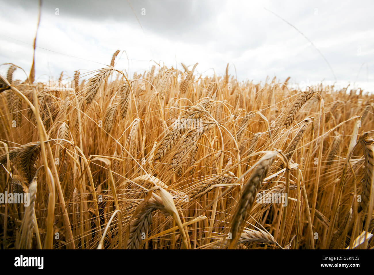 agricultural field with cereal Stock Photo - Alamy