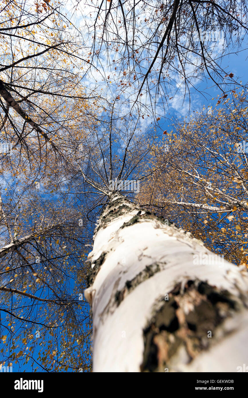 birch trees in autumn Stock Photo - Alamy