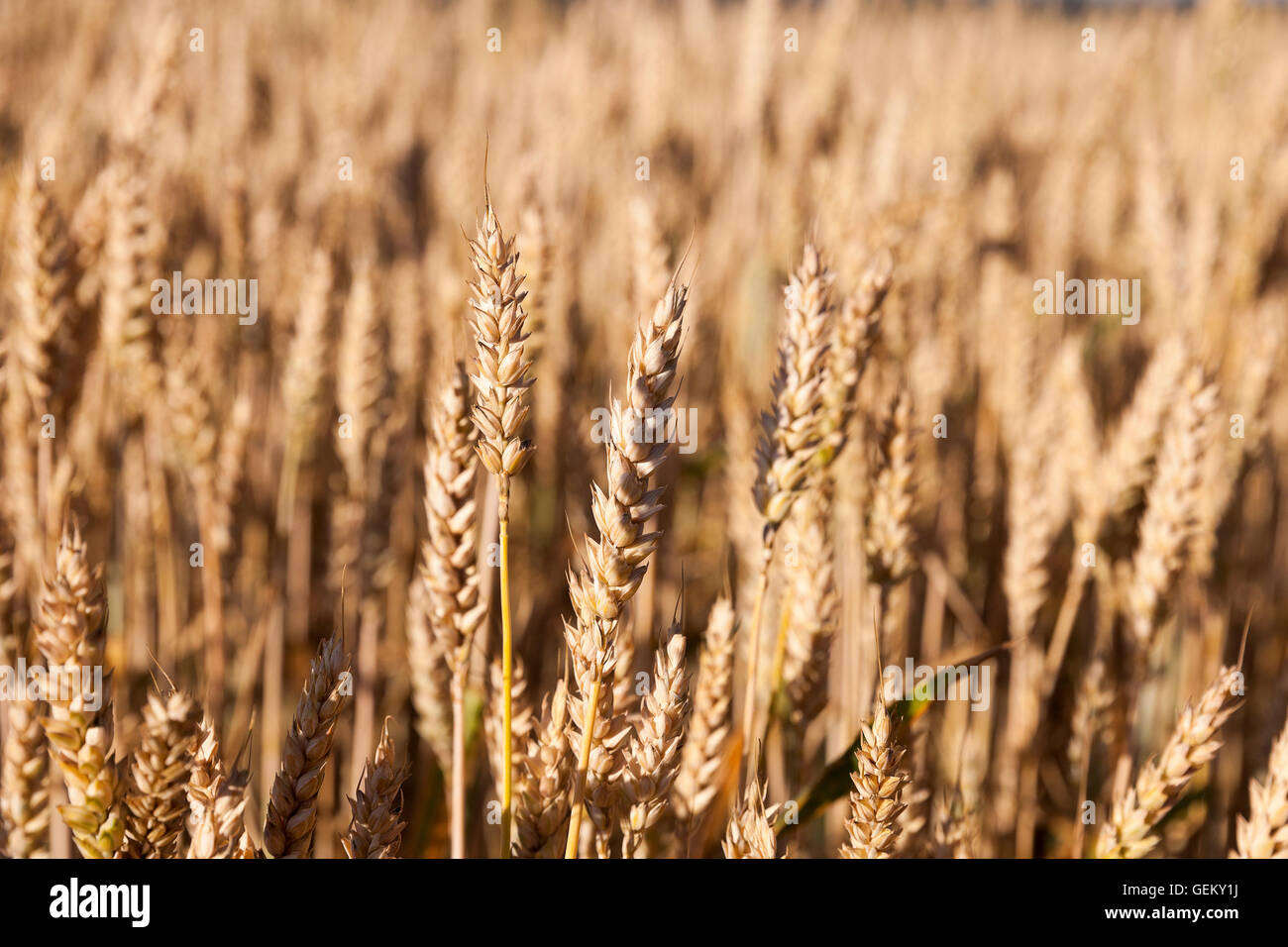 ripe yellow cereals Stock Photo - Alamy