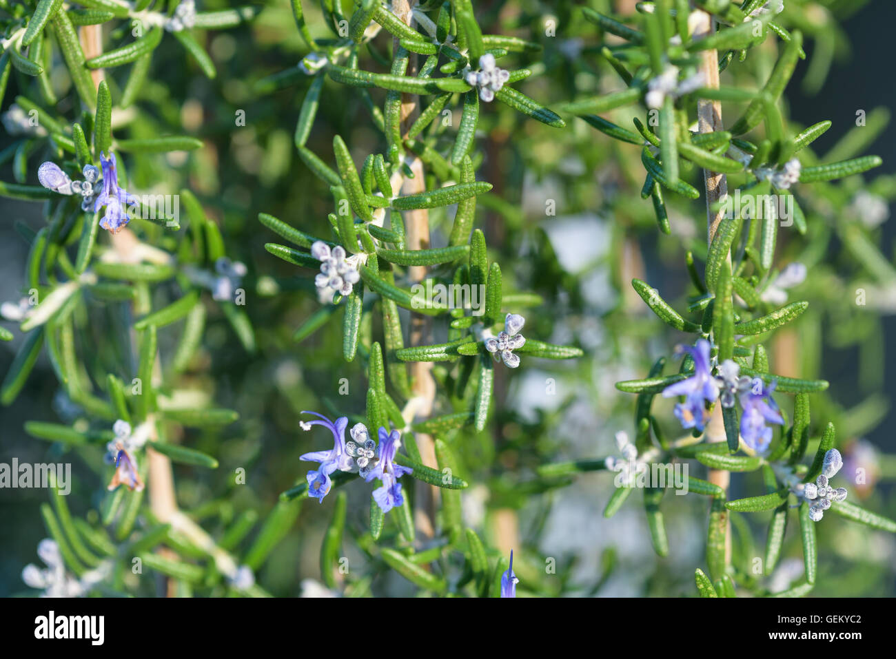 Closeup of rosemary bush in bloom Stock Photo Alamy