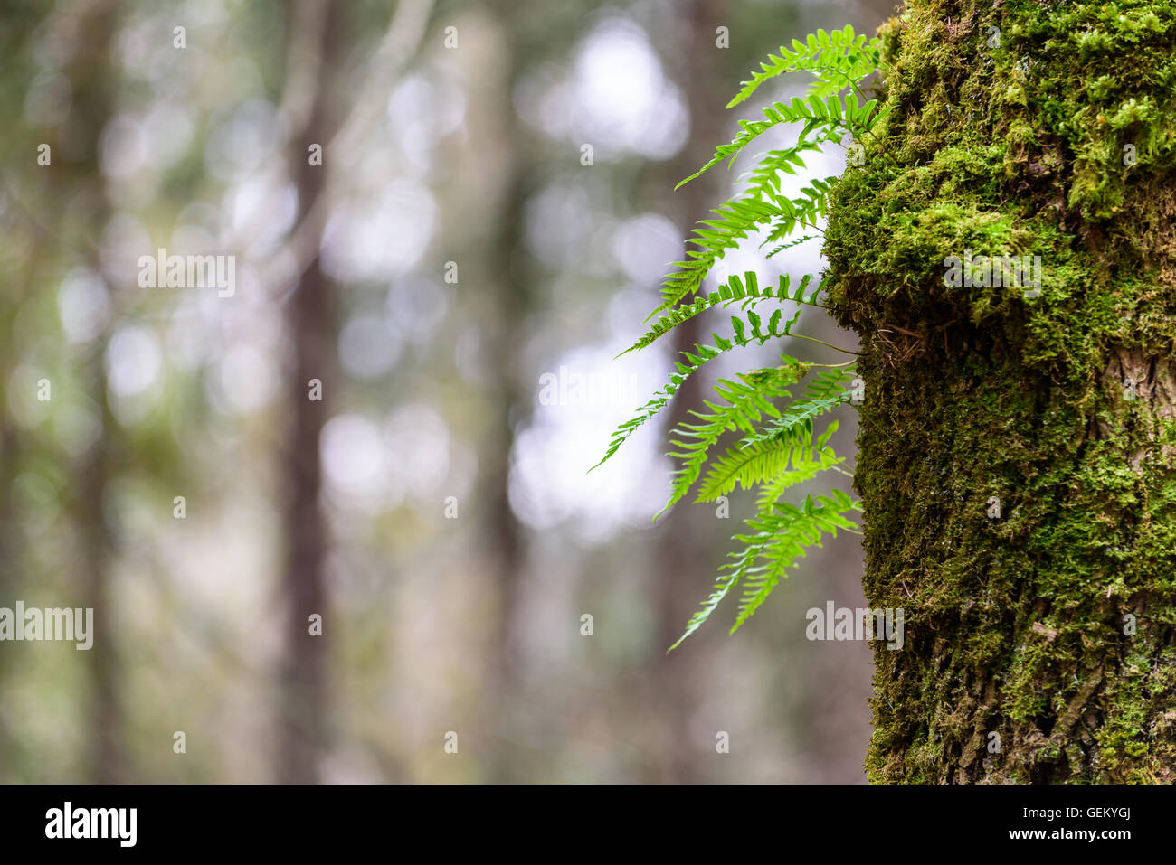 Tree fern close up hi-res stock photography and images - Alamy