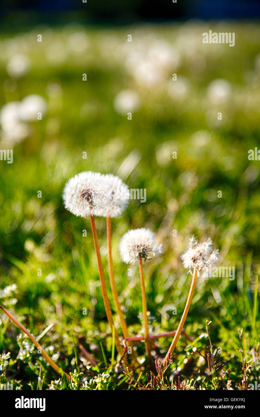 Dandelions gone to seed in the early evening light on a sunny spring day. Stock Photo