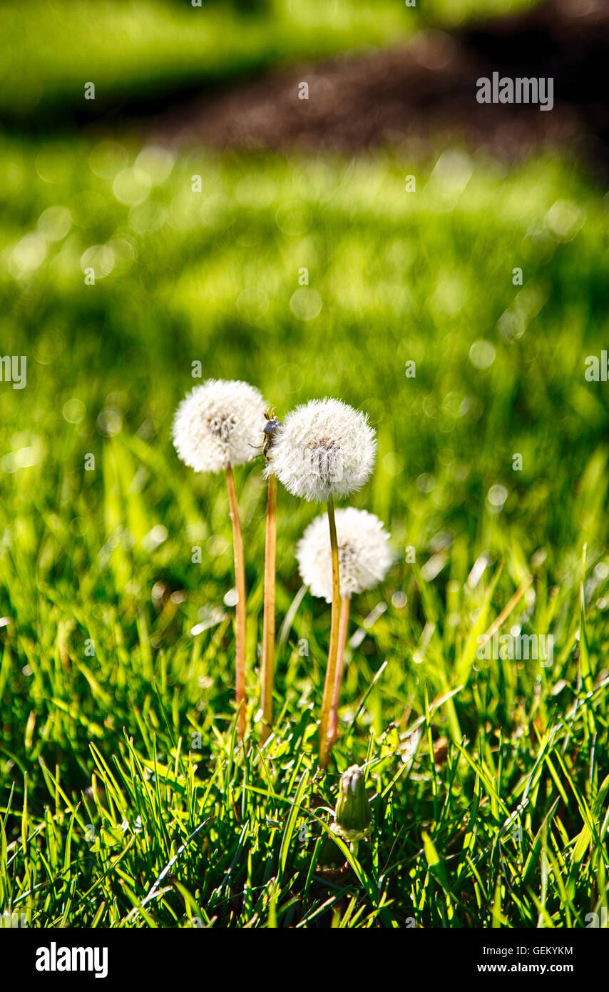 Dandelions gone to seed in the early evening light on a sunny spring day. Stock Photo