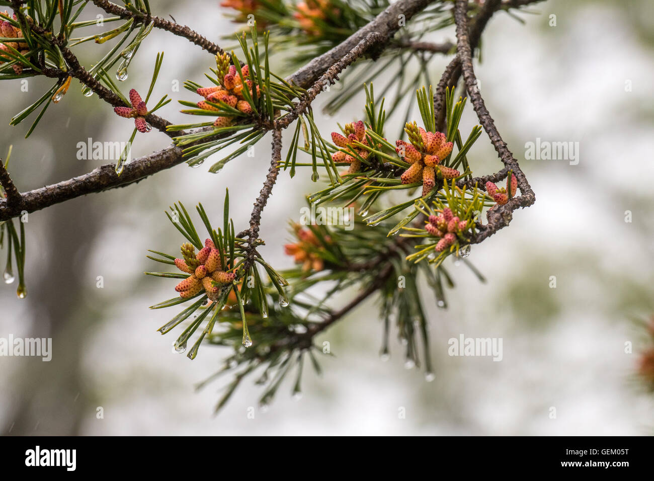 Small Pine Cones Grow on Fir Tree with rain drops on the needle tips