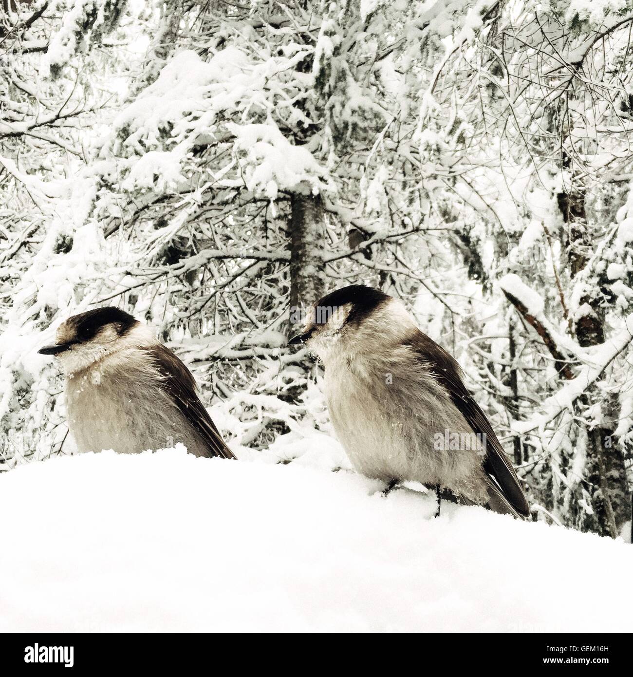Whiskey Jack Birds Stock Photo Alamy