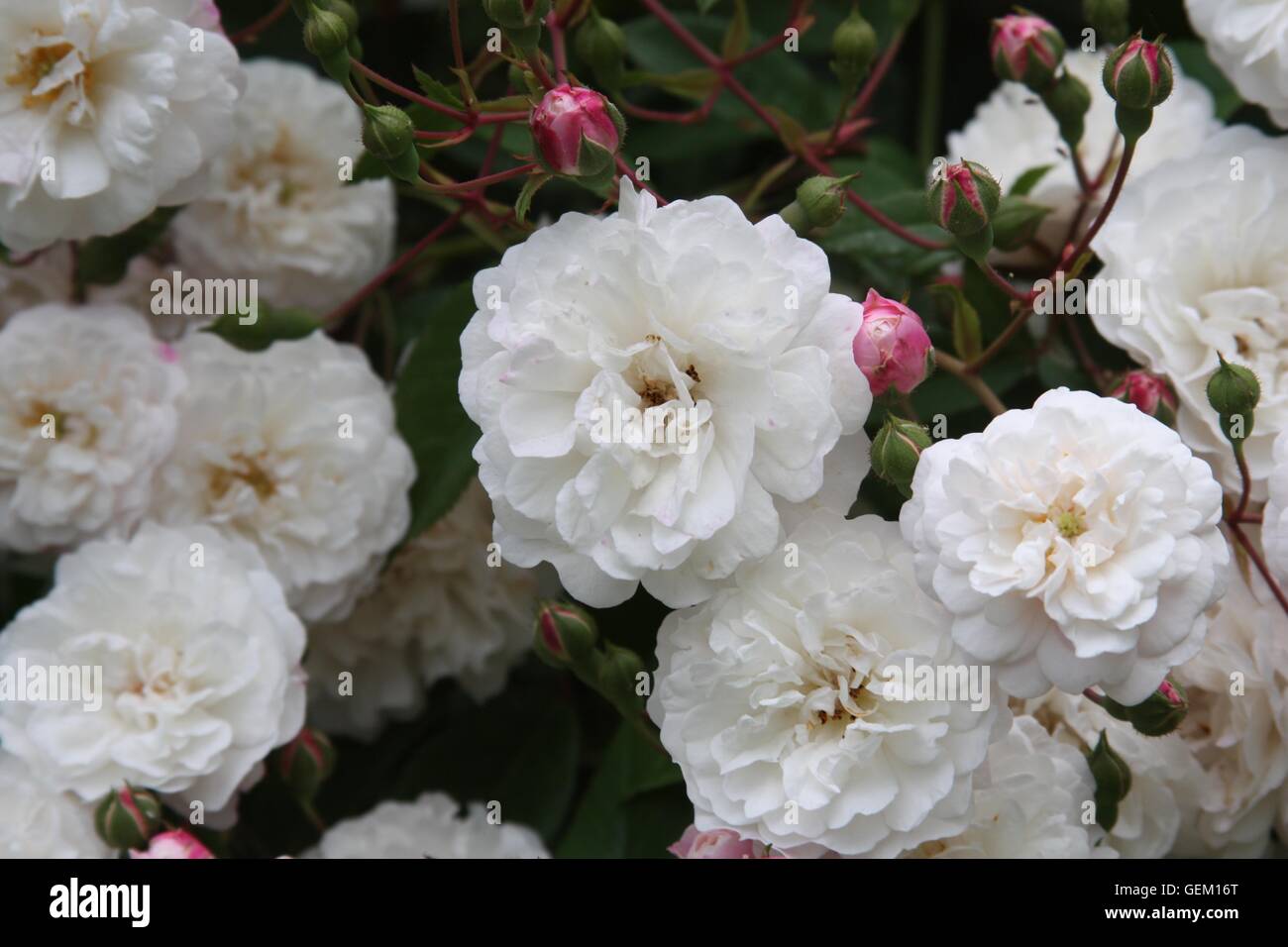 Small White Roses Stock Photo Alamy