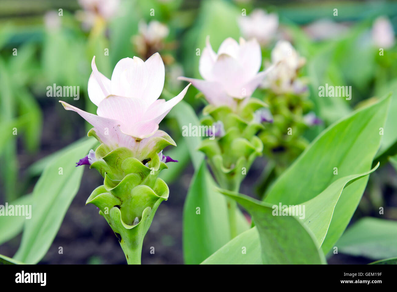 Siam Tulip flowers (also known as Curcuma alismatifolia, summer tulip, hybrid tulip, hot tulip, Zingiberales) Stock Photo