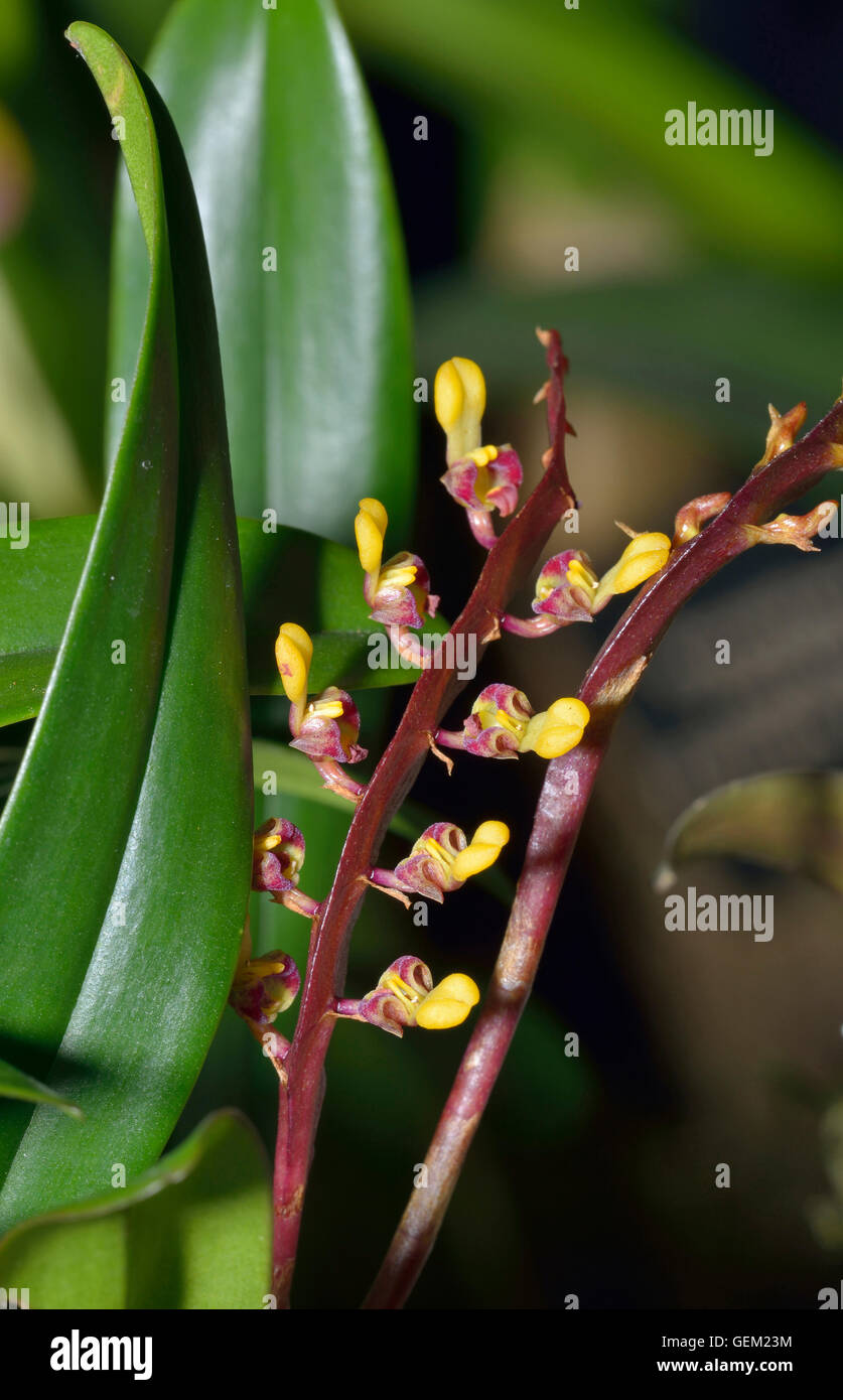 Bulbophyllum falcatum - Sickle-Shaped Leaf Bulbophyllum from West Africa Stock Photo
