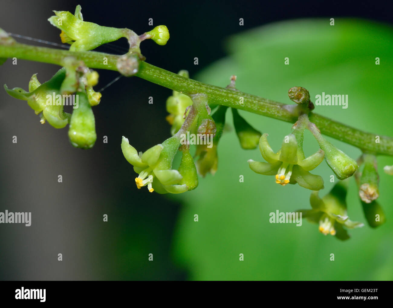 Black Bryony Flowers - Tamus communis Climbing Hedgerow Plant Stock Photo