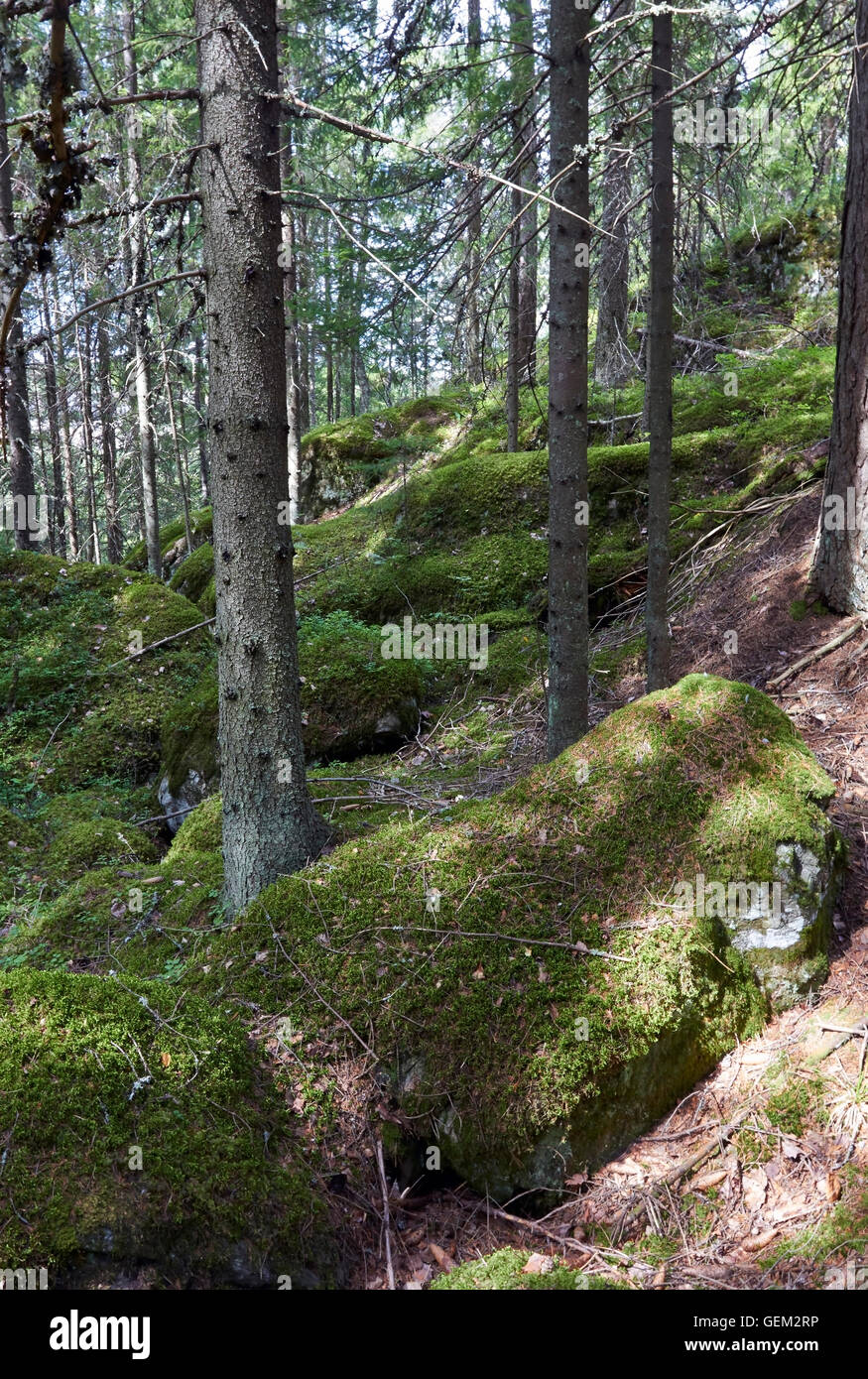 forest view, Finland Stock Photo