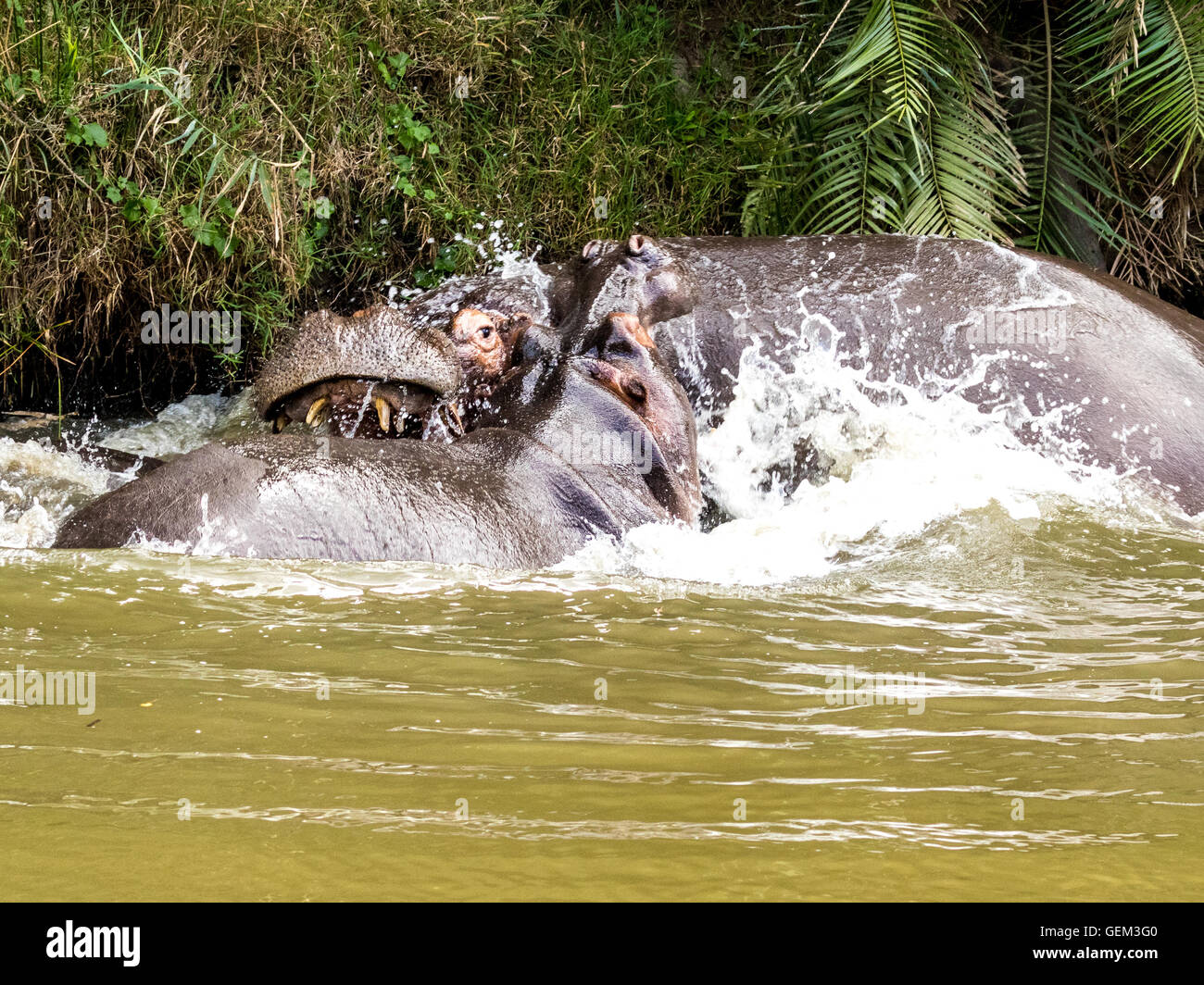 A Pair Of Bull Hippopotami (Hippopotamus amphibius) Fighting For Territory In The Bushman River Stock Photo