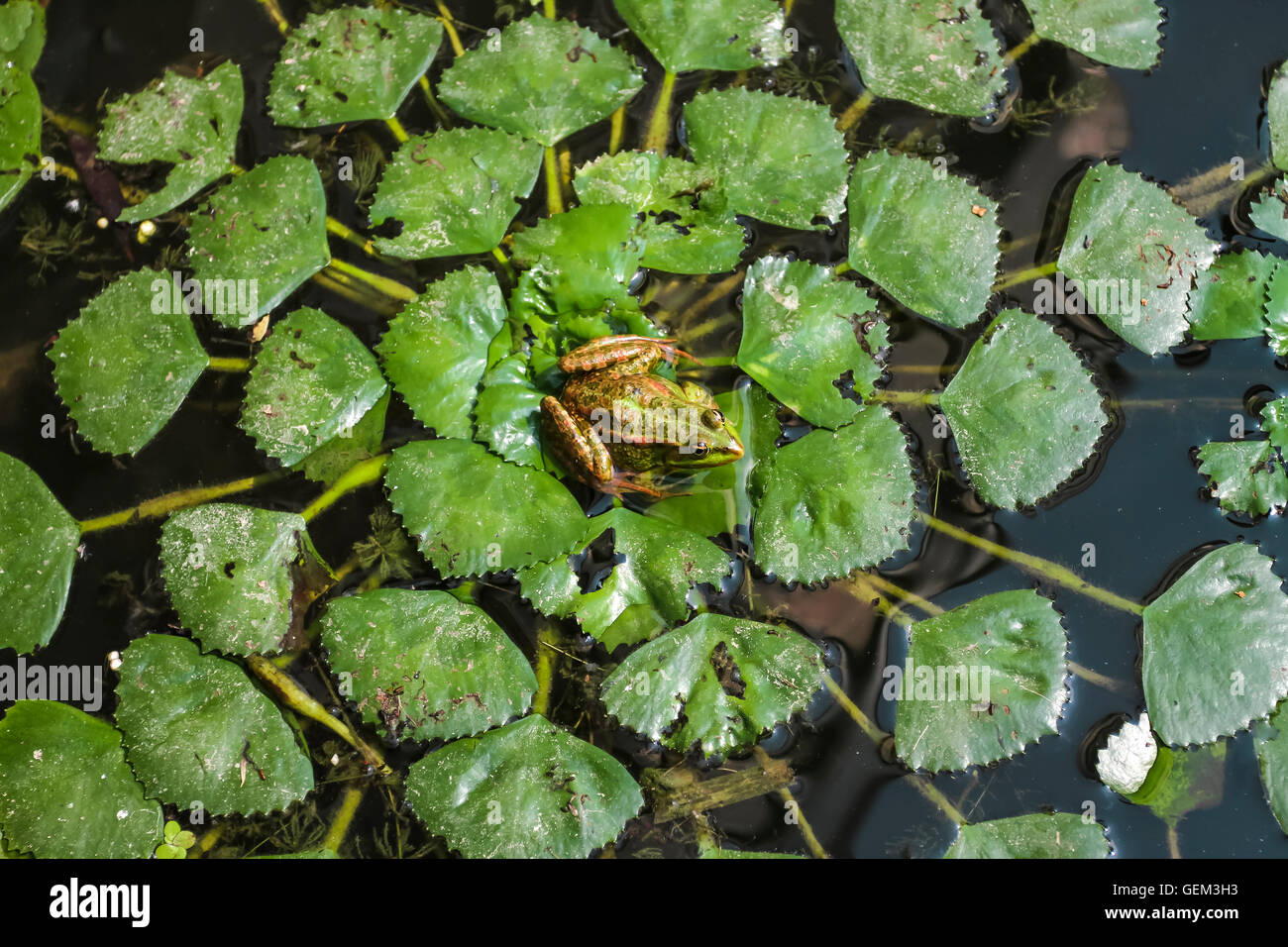 A frog on a lily pad near the Danube river delta in Rumania. Stock Photo