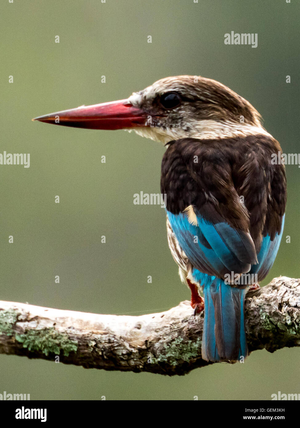 Brown Hooded Kingfisher From Behind Stock Photo