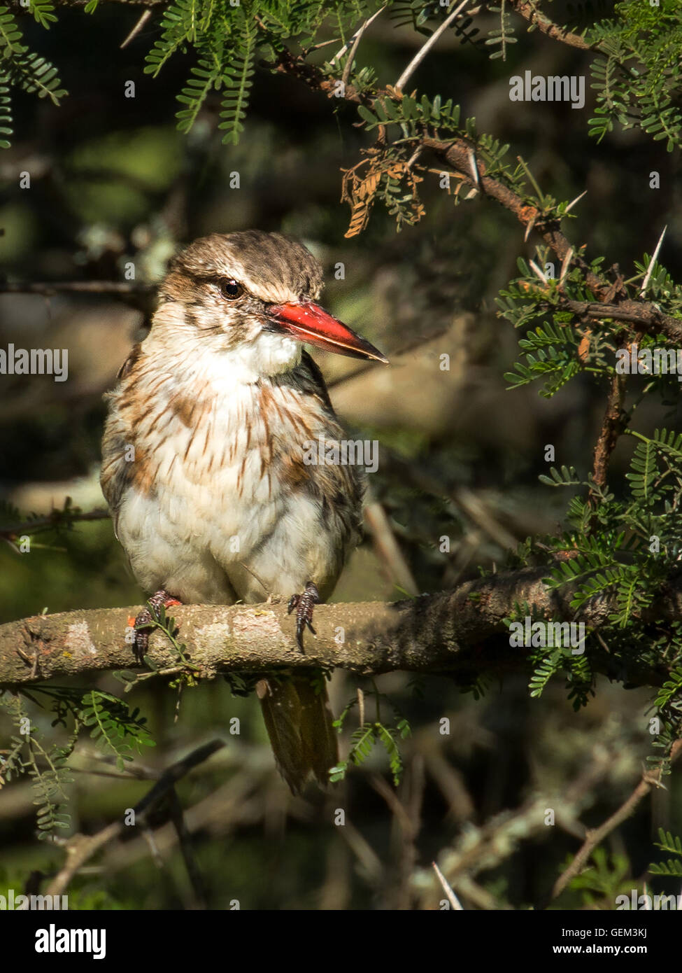 Brown Hooded Kingfisher (Halcyon albiventris) Stock Photo