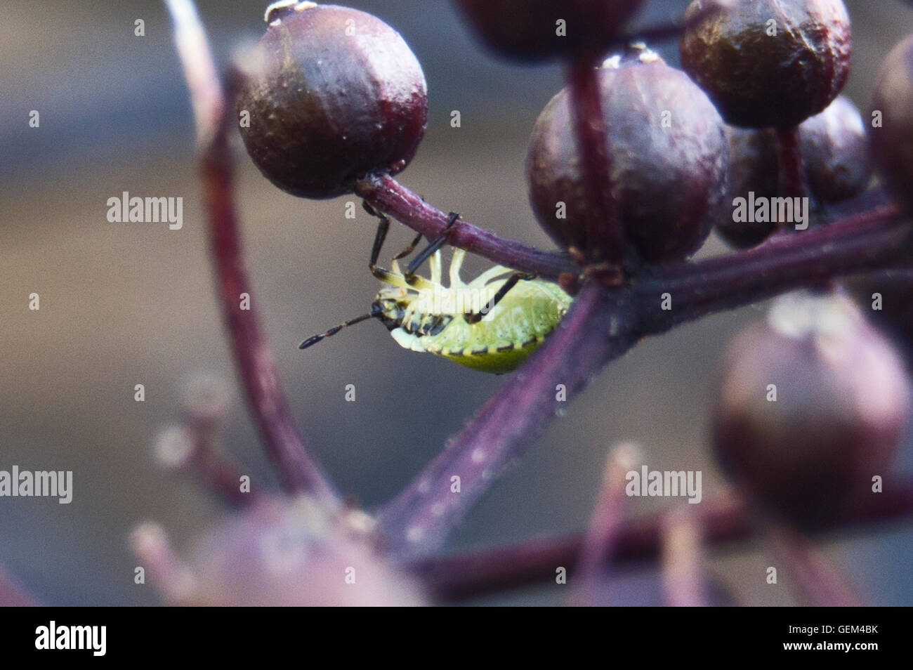 Green shield bug on plant Stock Photo Alamy