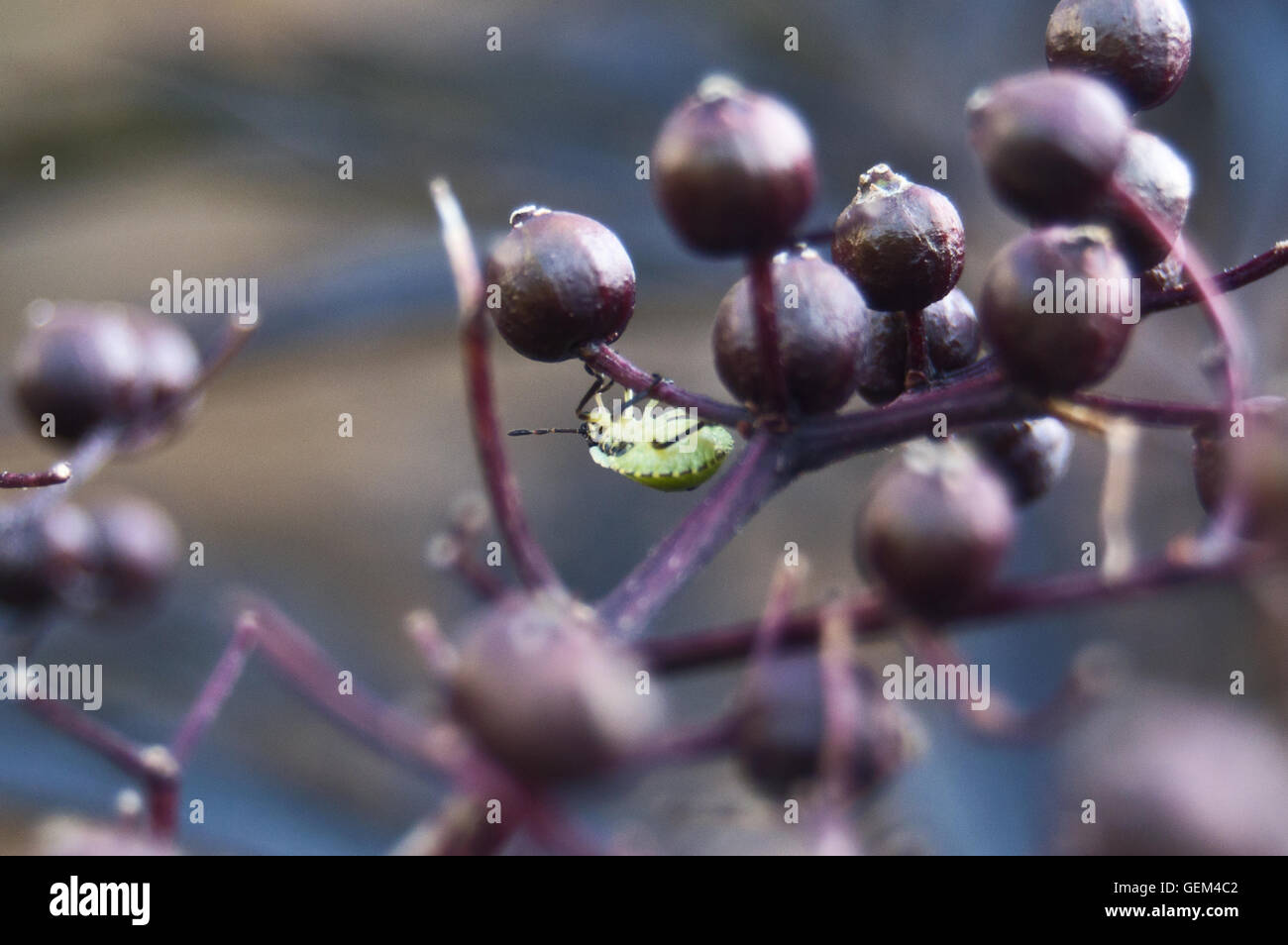 Green shield bug on plant Stock Photo Alamy