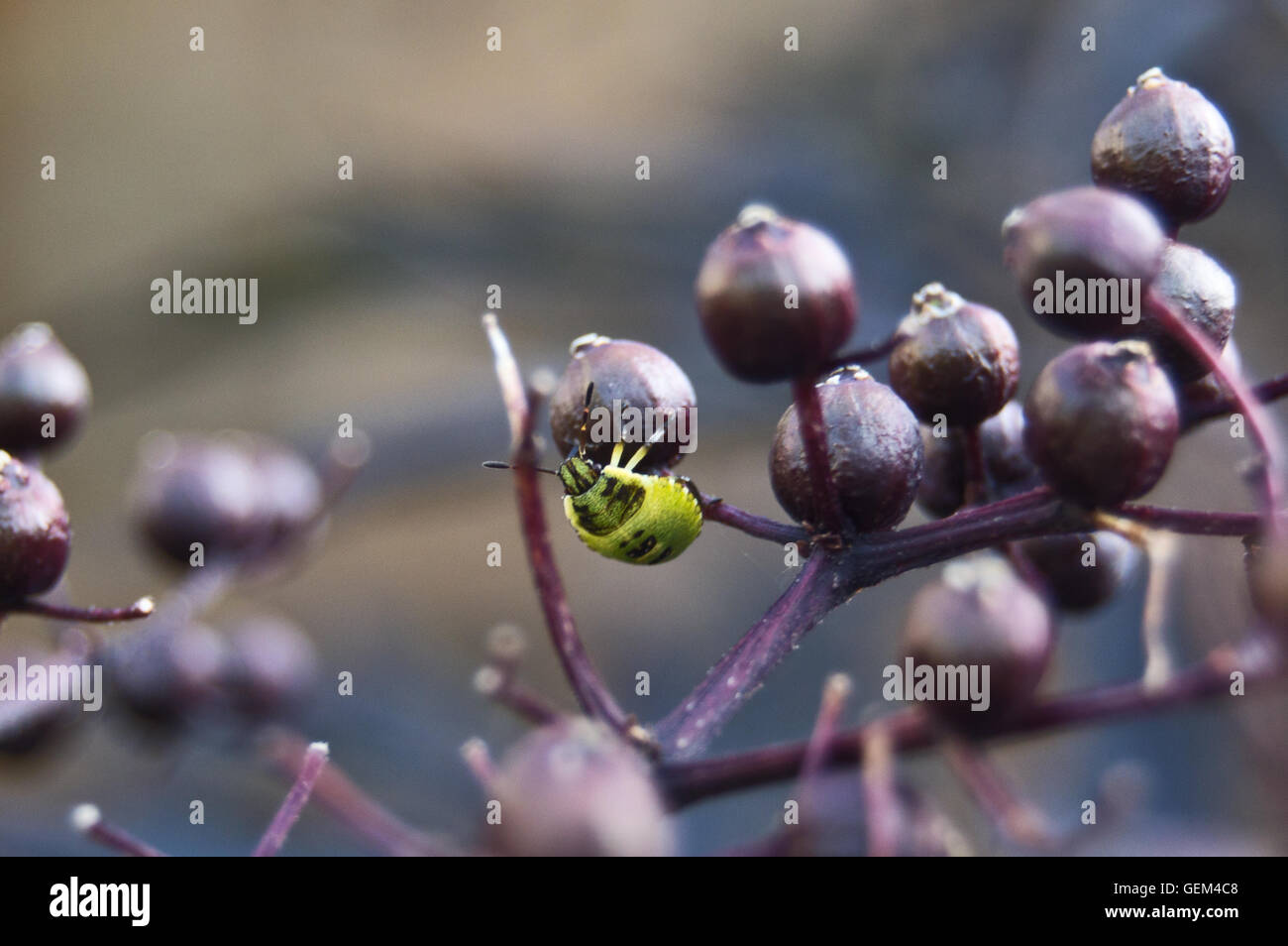 Green shield bug on plant Stock Photo Alamy