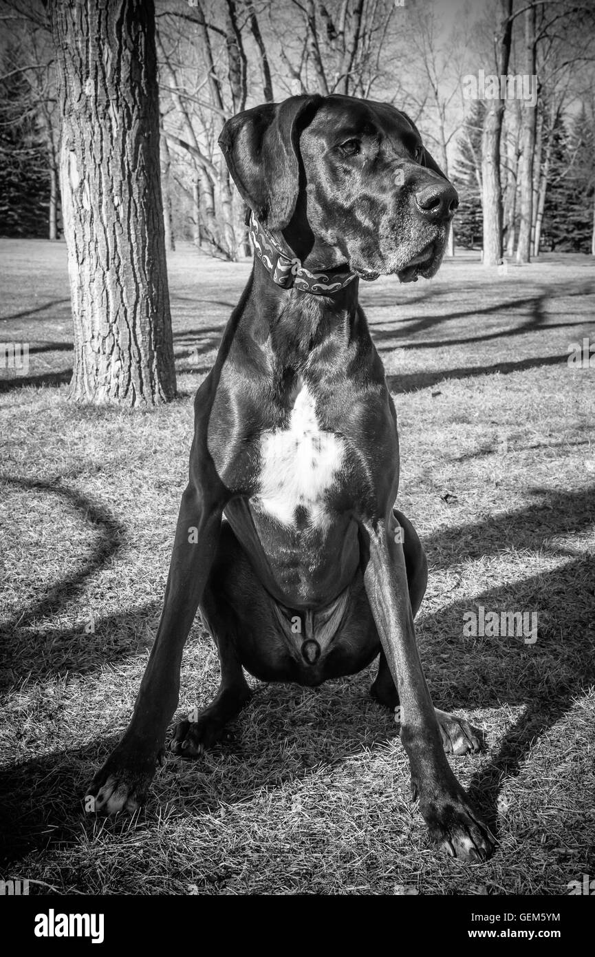 Black Great Dane against blue sky, portrait, older dog with gray muzzle, in the park in spring Stock Photo