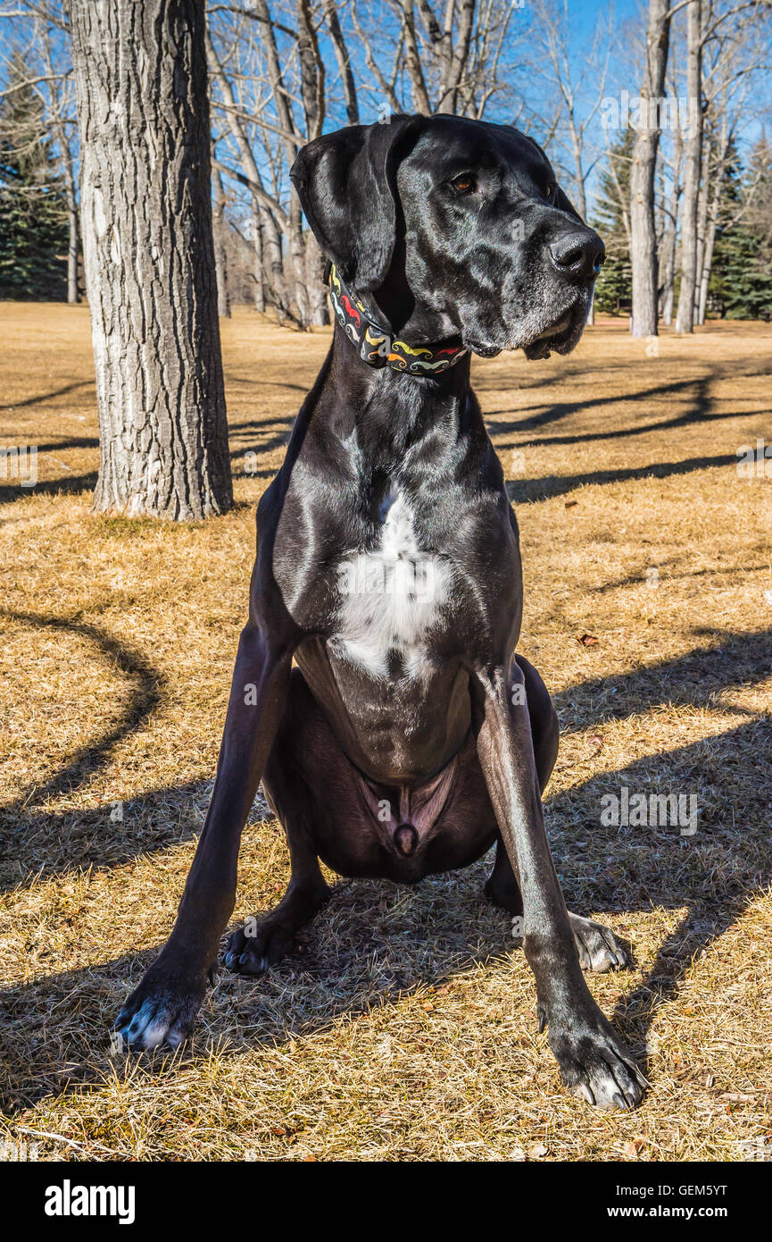 Black Great Dane against blue sky, portrait, older dog with gray muzzle, in the park in spring Stock Photo
