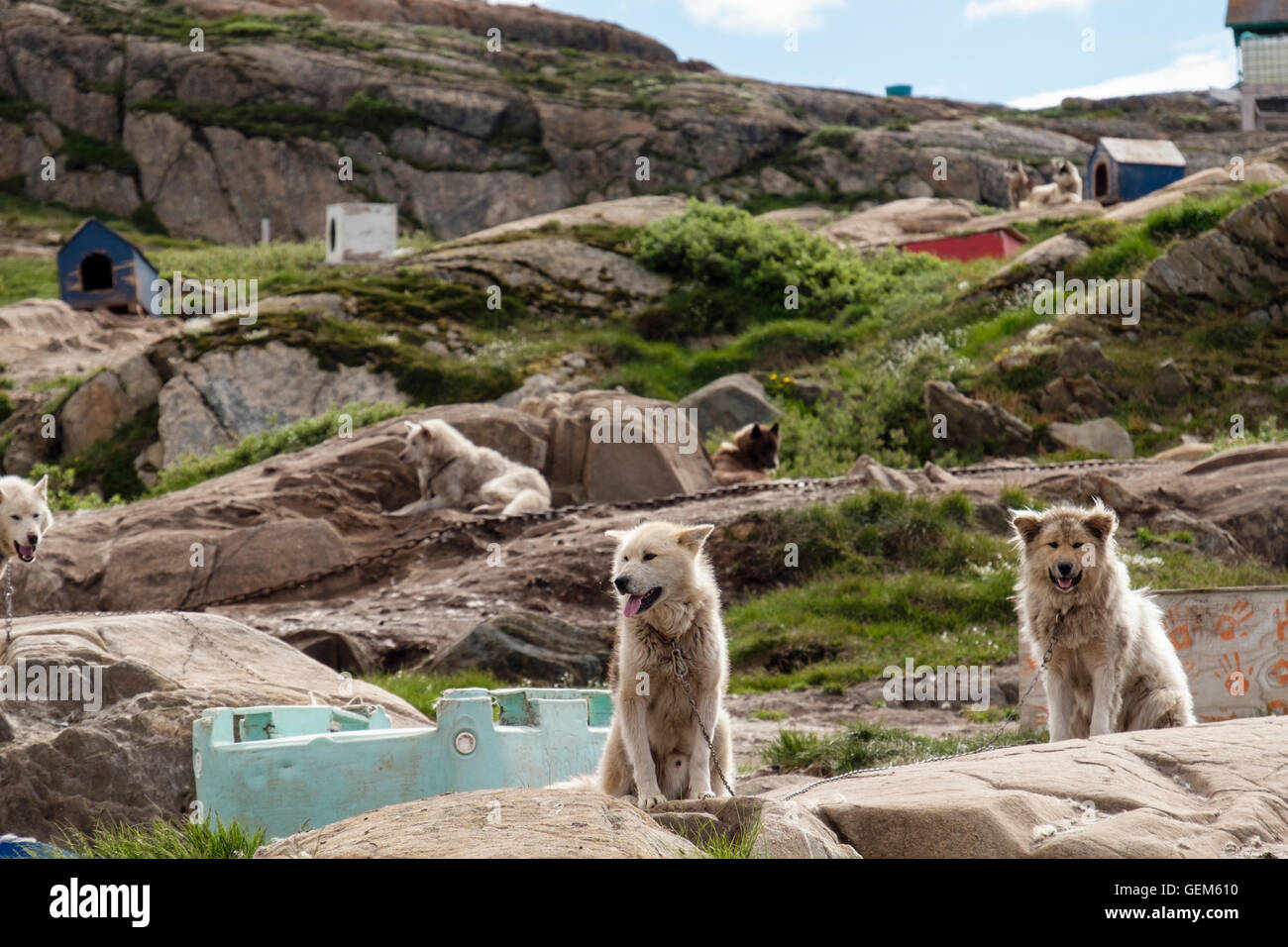 Greenland Huskies (Canis lupus familiaris borealis) chained up outside in summer. Sisimiut (Holsteinsborg), Qeqqata, Greenland Stock Photo