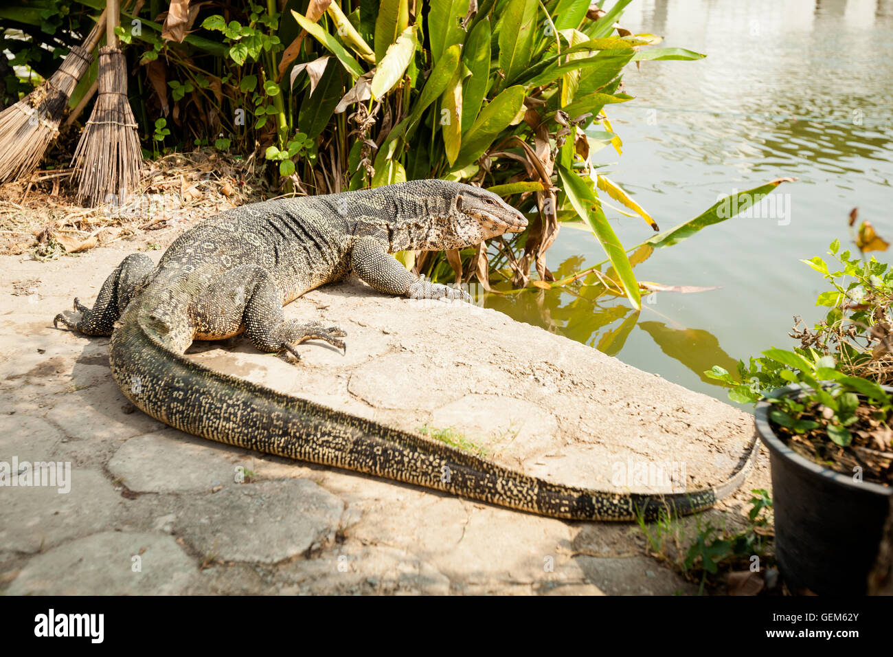 Beautiful thai monitor lizard swimming in a temple Stock Photo Alamy