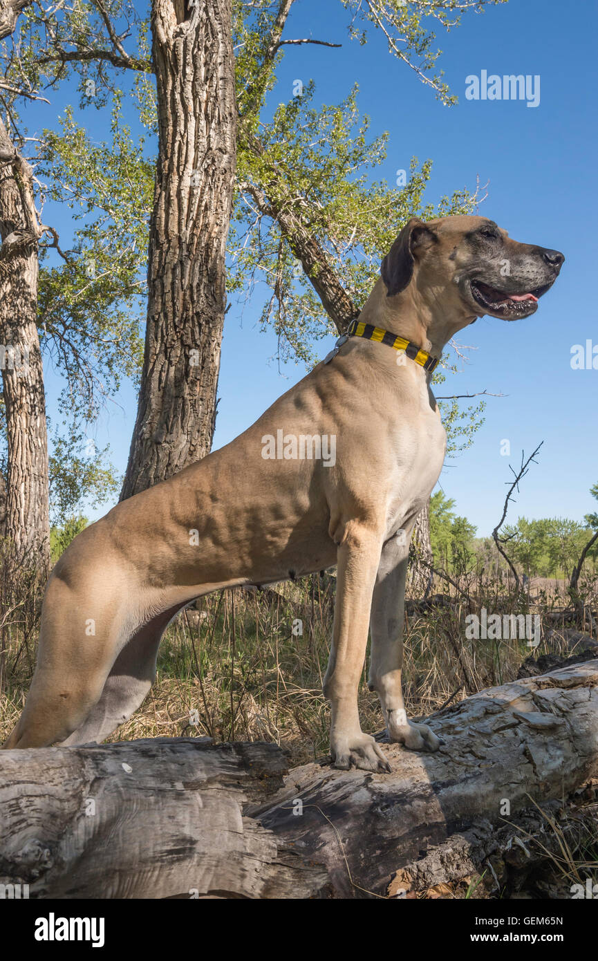 Tan/Beige/Brown Great Dane against blue sky, portrait, older dog with gray muzzle, with trees Stock Photo